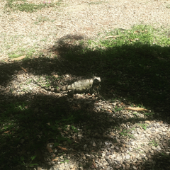 Iguana iguana
