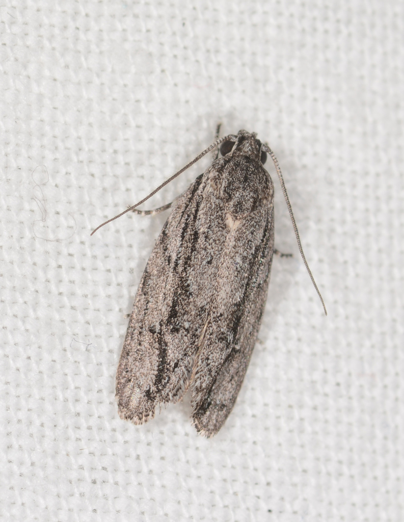 Agriophara axesta