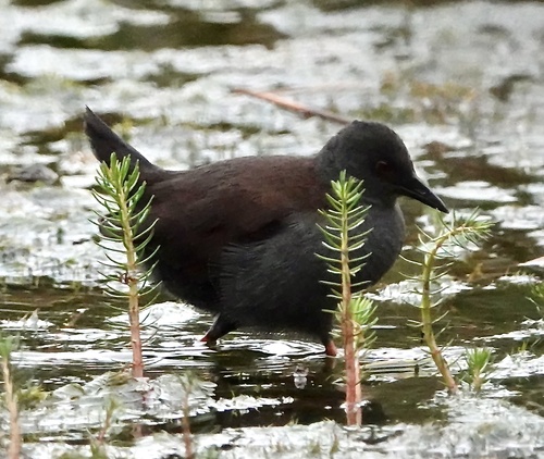Spotless Crake (Zapornia tabuensis), photo 9