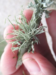Ramalina peruviana