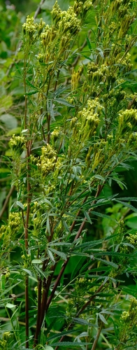 Tagetes minuta image