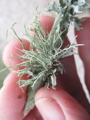 Ramalina peruviana