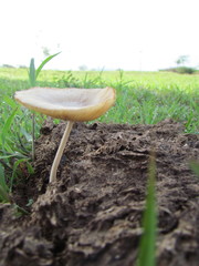 Bolbitius coprophilus