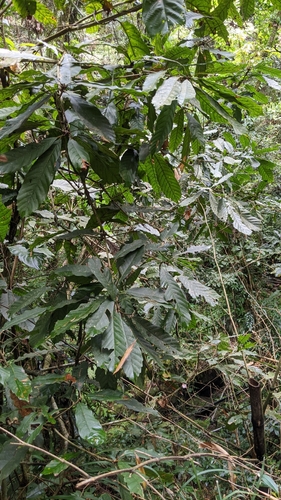 Lithocarpus kawakamii (Lithocarpus kawakamii)