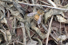 Apis mellifera