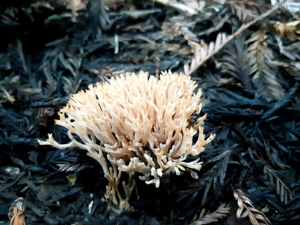 from Barramunga VIC 3249, Australia on September 21