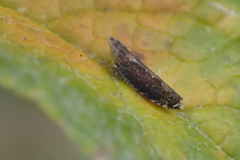 Scaphytopius loricatus