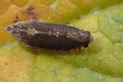 Scaphytopius loricatus