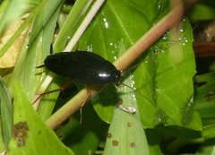 Hebardina concinna