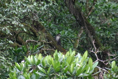 Cercopithecus ascanius schmidti