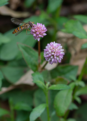 Persicaria capitata