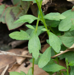 Persicaria capitata
