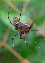 Trichonephila clavata