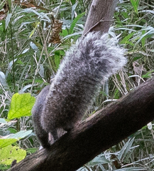 Callosciurus erythraeus