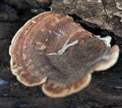 Trametes versicolor