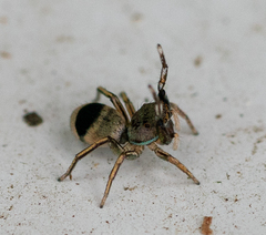 Siler cupreus