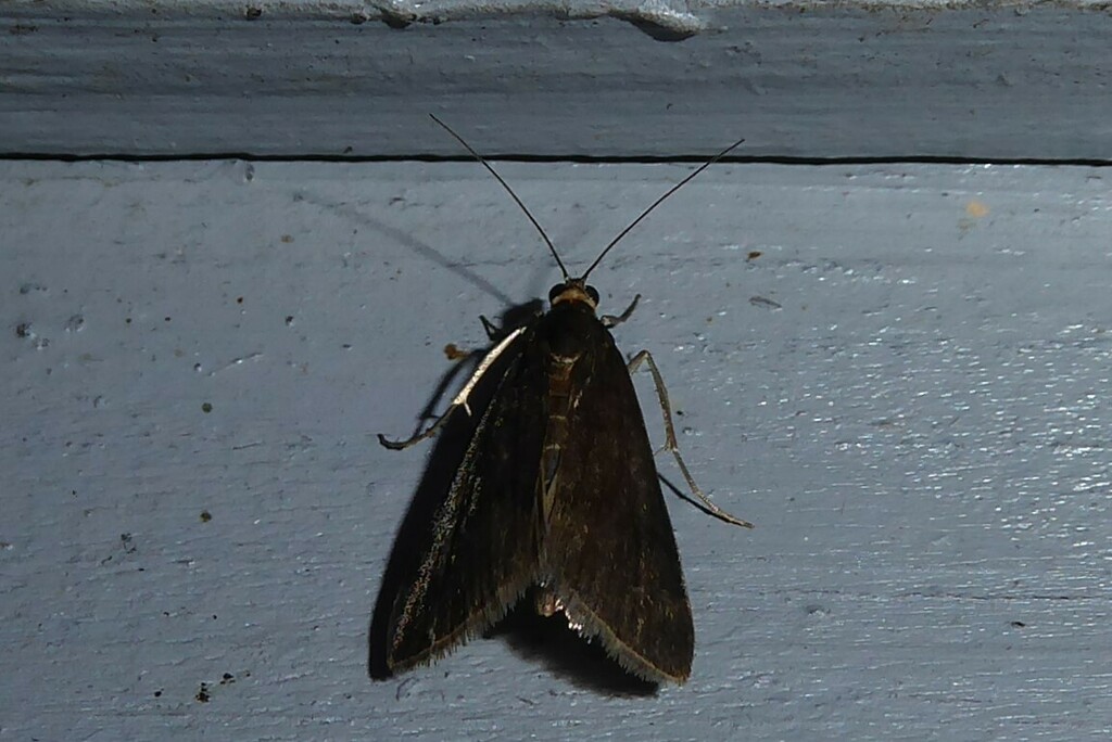 Cotton Web Spinner from Waikouaiti, New Zealand on April 11, 2023 at 07 ...