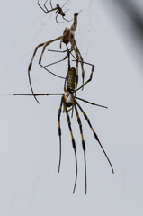 Trichonephila clavata