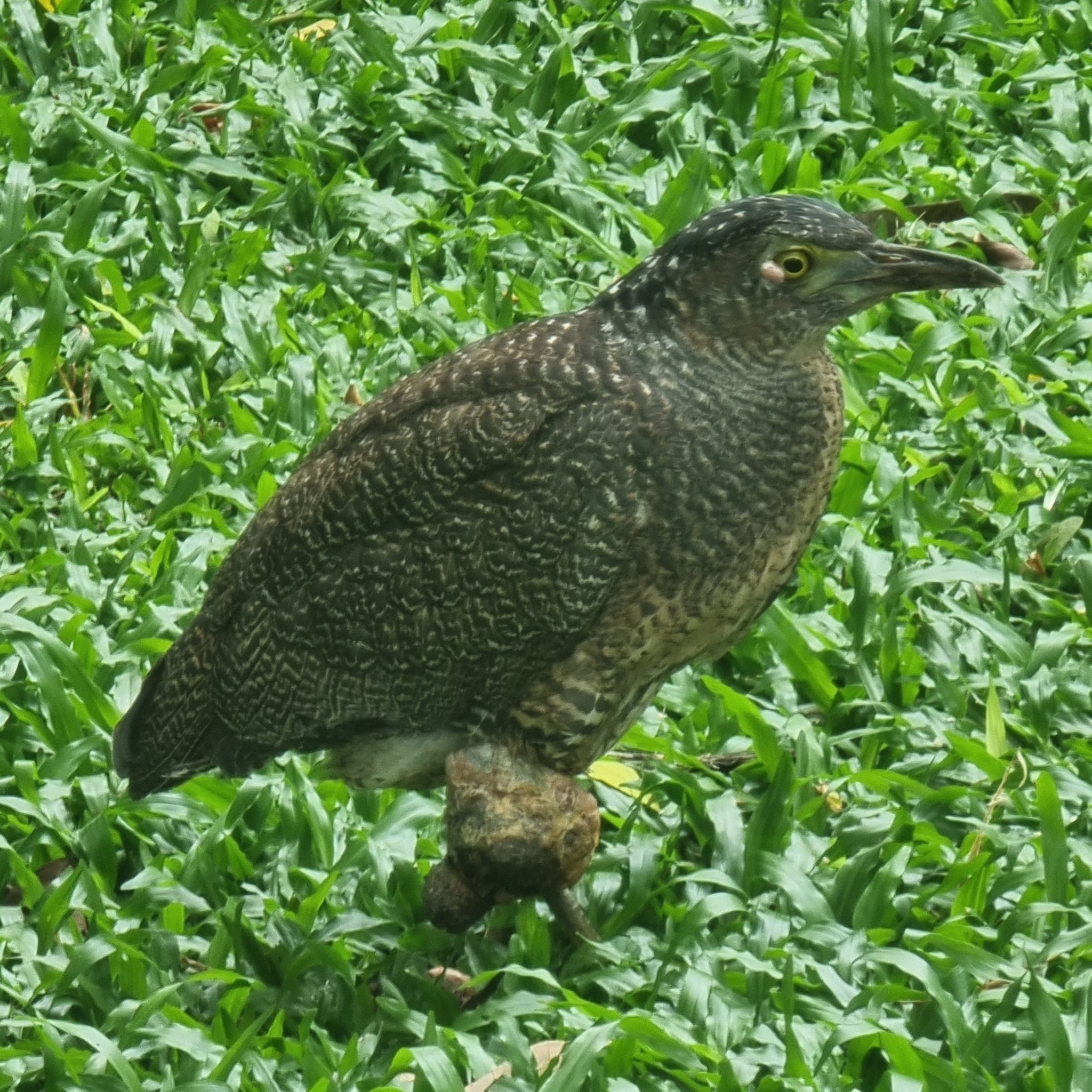 Malayan Night Heron