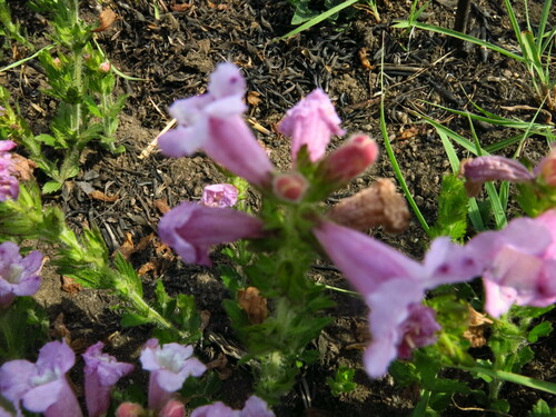Image of Graderia scabra by no rights reserved