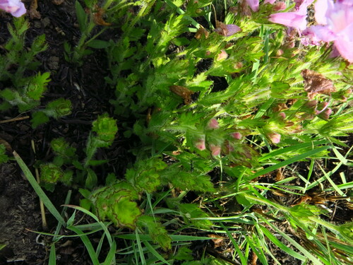 Image of Graderia scabra by no rights reserved
