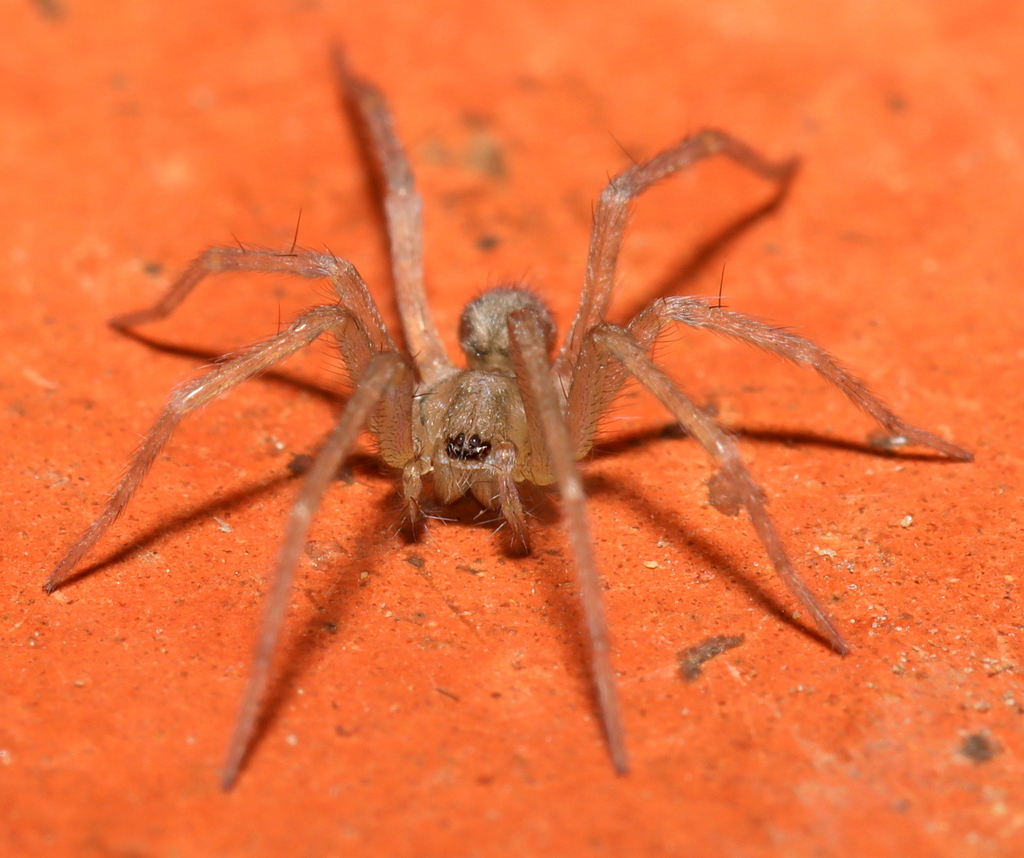 House Funnelweb Spiders from Riebeeck West, South Africa on April 19