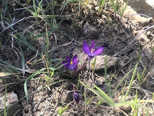 Romulea requienii