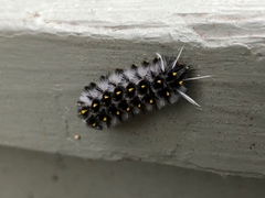 Lophocampa roseata