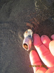 Notomegabalanus decorus