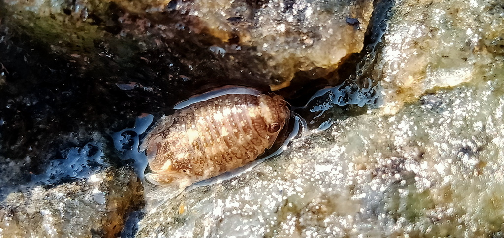 Sphaeroma walkeri from Talaimannar Pier West, Talaimannar Pier, Sri