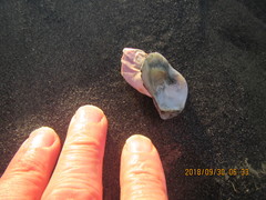 Notomegabalanus decorus