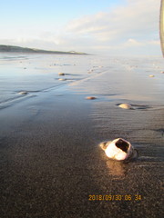 Notomegabalanus decorus