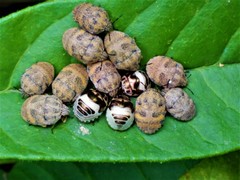Orsilochides stictica