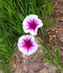 Ipomoea longifolia