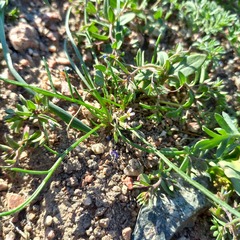 Alexander Dubynin, CC BY, iNaturalist via GBIF Leptaleum filifolium, photograph Alexander Dubynin, CC BY, iNaturalist via GBIF