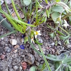 Alexander Dubynin, CC BY, iNaturalist via GBIF Leptaleum filifolium, photograph Alexander Dubynin, CC BY, iNaturalist via GBIF