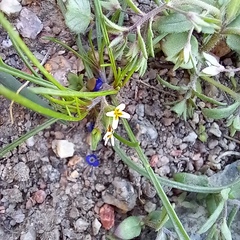 Alexander Dubynin, CC BY, iNaturalist via GBIF Leptaleum filifolium, photograph Alexander Dubynin, CC BY, iNaturalist via GBIF