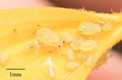 Aphis asclepiadis