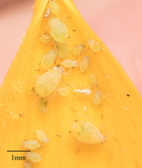 Aphis asclepiadis
