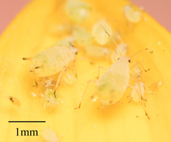 Aphis asclepiadis