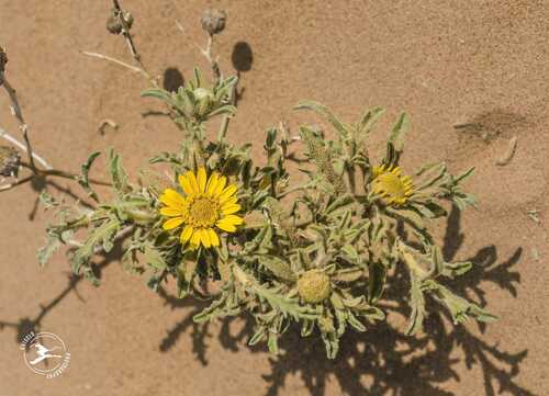 Asteriscus graveolens subsp. graveolens image