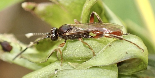 Homotherus locutor