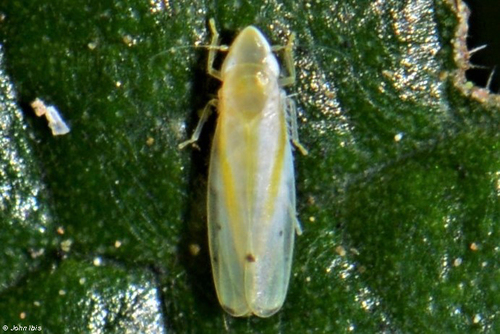 Genus Kamaza · iNaturalist