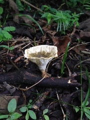 Cymatoderma caperatum