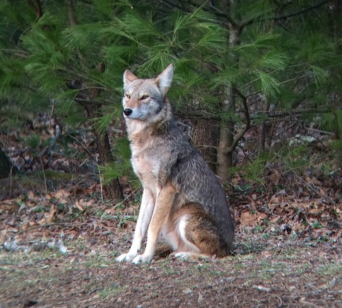 Coyote photographed in Tennessee