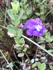 Scutellaria wrightii