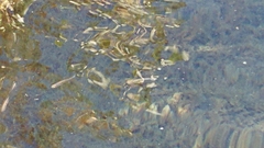 Cyprinodontidae