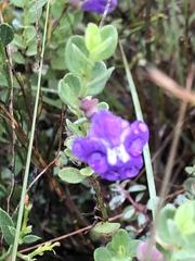 Scutellaria wrightii