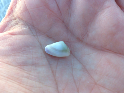 Donax variabilis