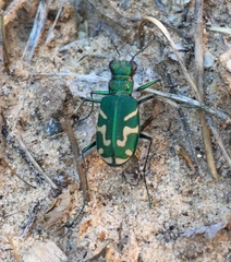 Cicindela tranquebarica parallelonota